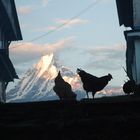 Las Gallinas del Annapurna