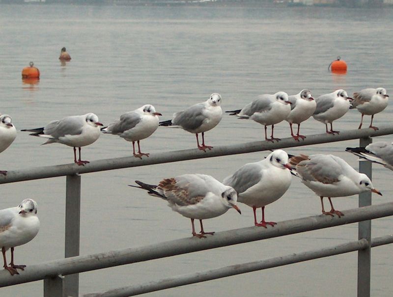 Las gaviotas