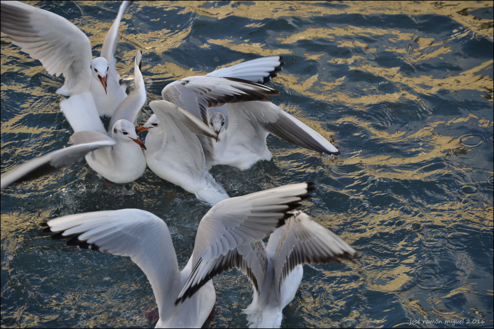 Las gaviotas