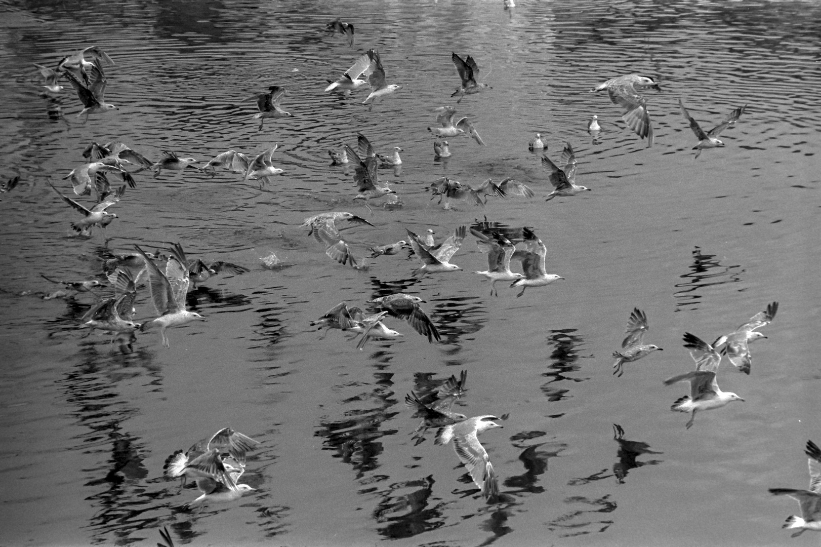 LAS GAVIOTAS