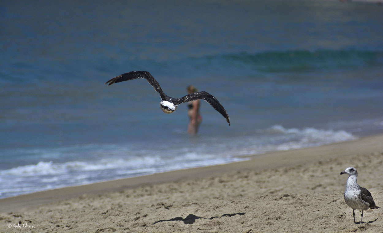 Las gaviotas