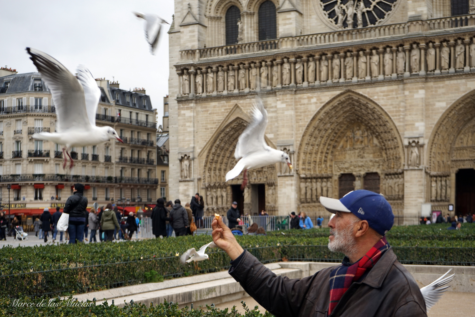 ...las gaviotas de Notre Dame...