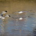 Las gaviotas jugando con el viento