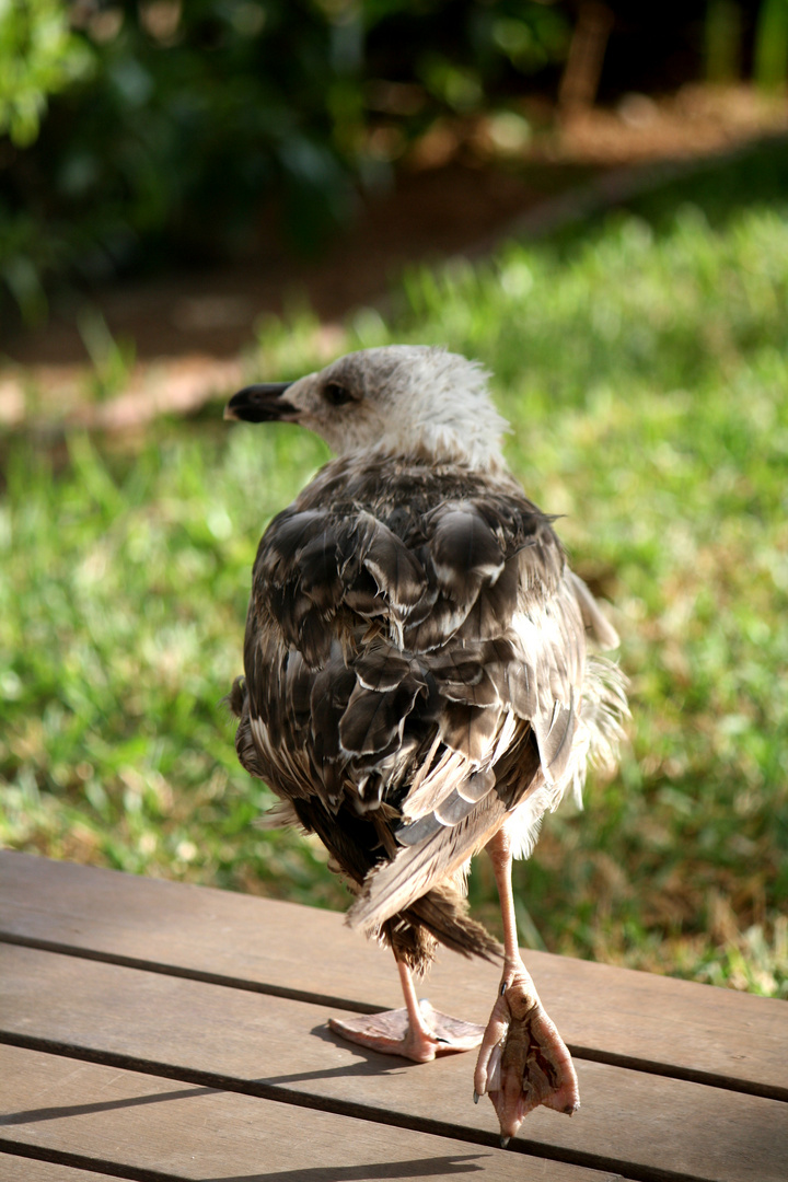 Las gaviotas también pueden ir a pata coja