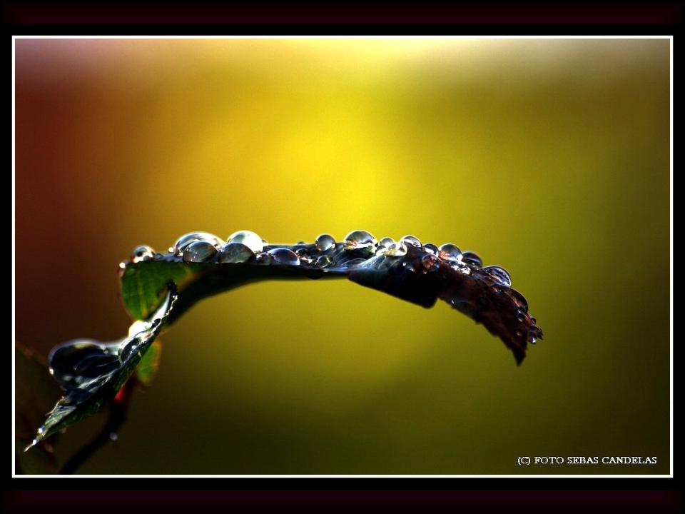 LAS GOTAS DE UNA ILUSION