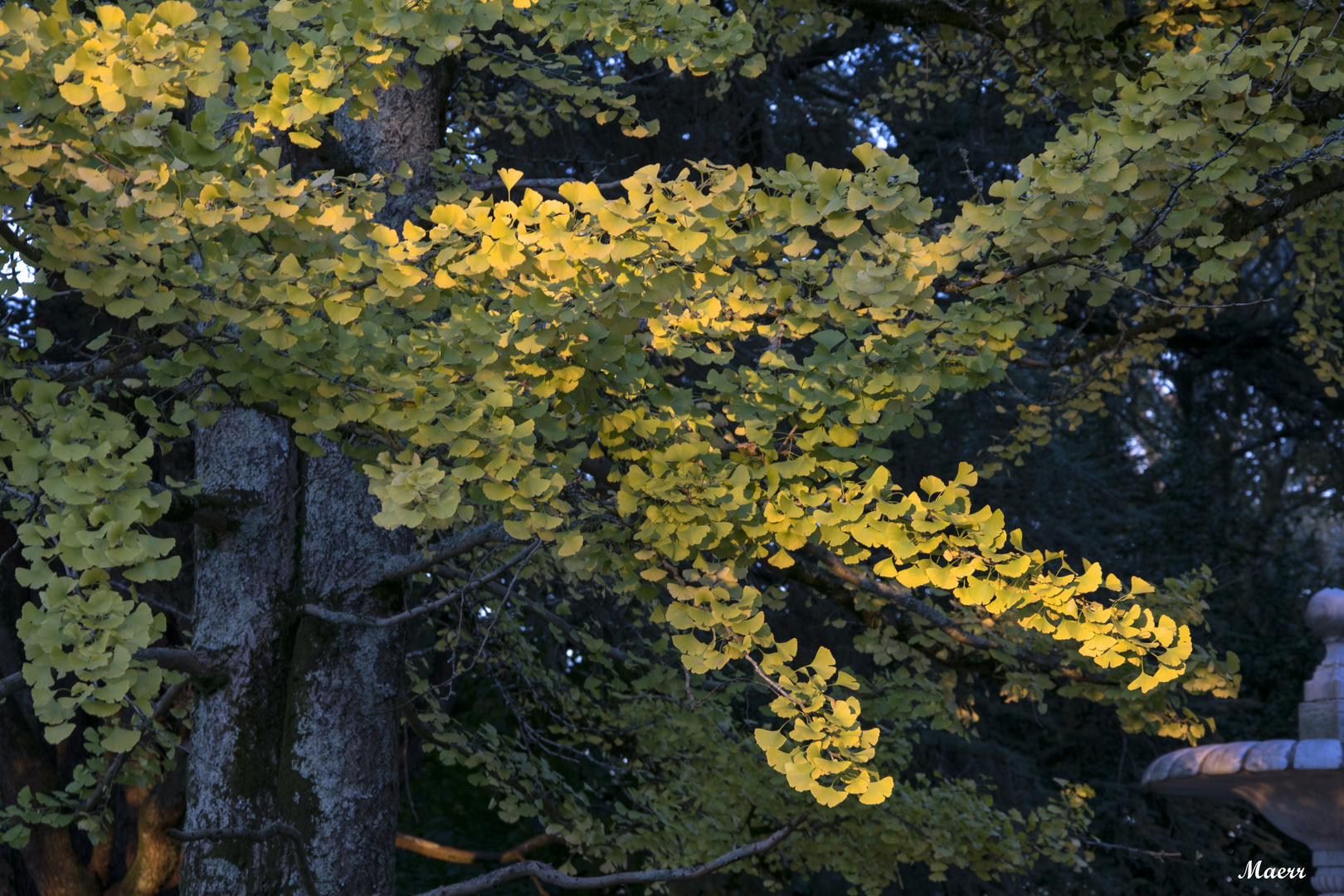 Las hojas del Ginkgo Biloba amarillean