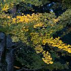 Las hojas del Ginkgo Biloba amarillean