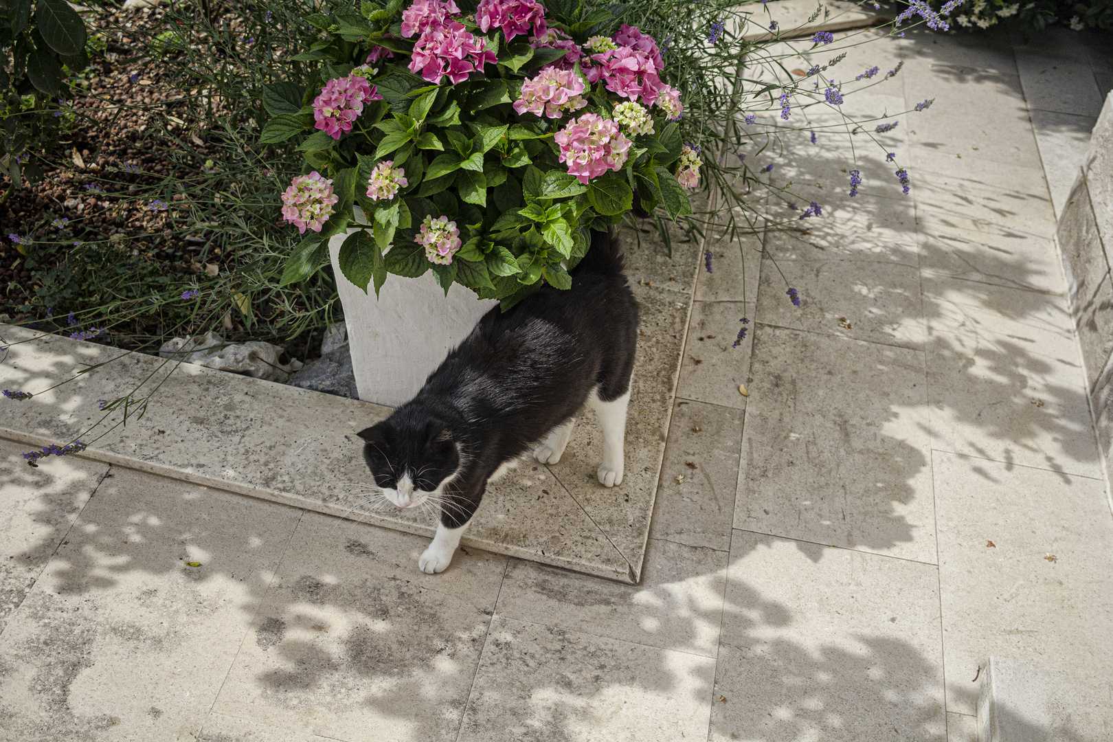 Las hortencias y el gato