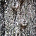 Las huellas del tiempo en un viejo árbol
