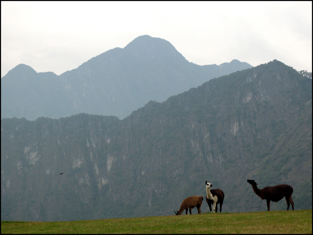 Las Lamas de la Frontera de la Chanson