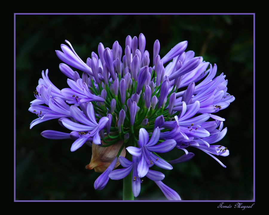 Las Lilas en la Penumbra