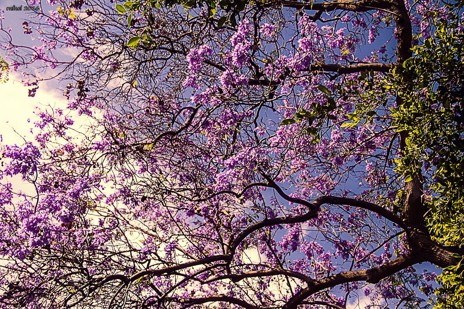 Las lilas van al cielo