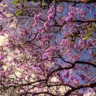 Las lilas van al cielo