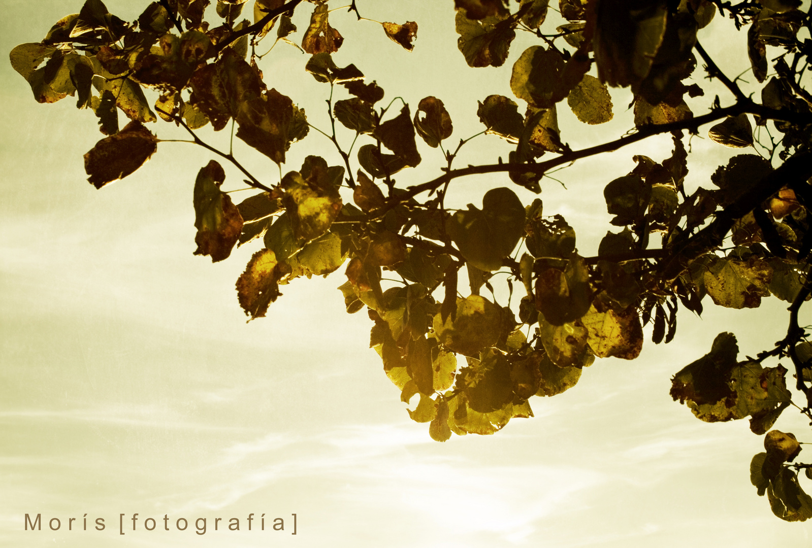 las luces de otoño