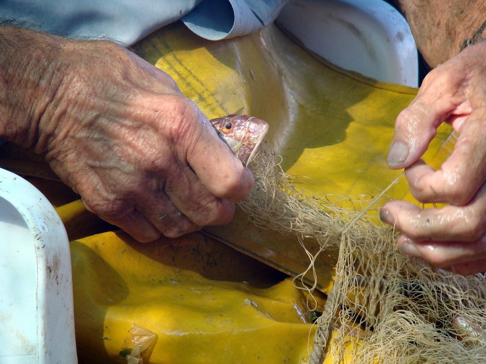 LAS MANOS DEL PESCADOR ( EL MAR Y EL TIEMPO )