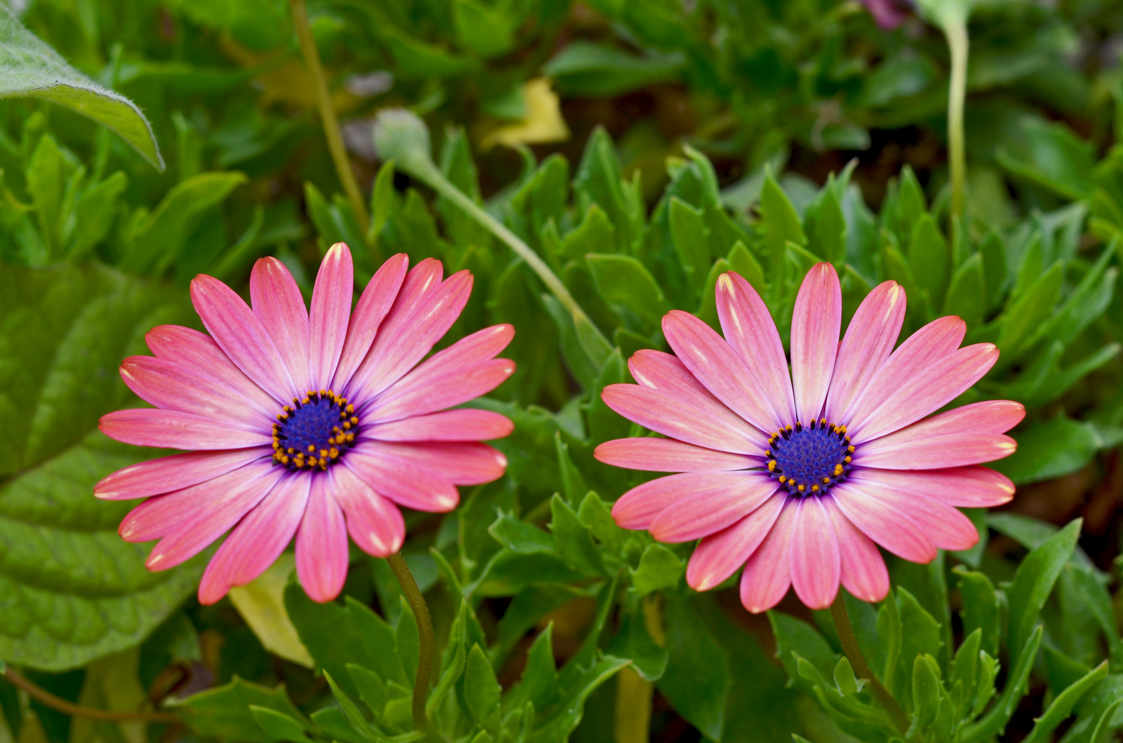 Las margaritas de mi jardín