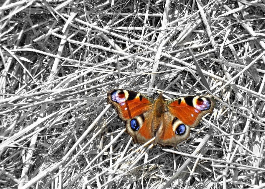 Las mariposas son también únicos insectos