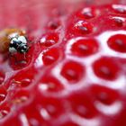 LAS MARIQUITAS DE DOS PUNTOS (Adalia bipunctata) NO SON DE COLOR ROJO