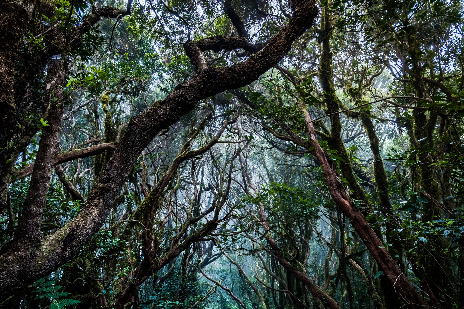 Las Mercedes Wald - Teneriffa