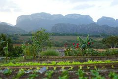 Las Mogotes,  Valle de Viñales 2