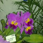 Las Orquideas de Maria de Pinto,,,,,,,