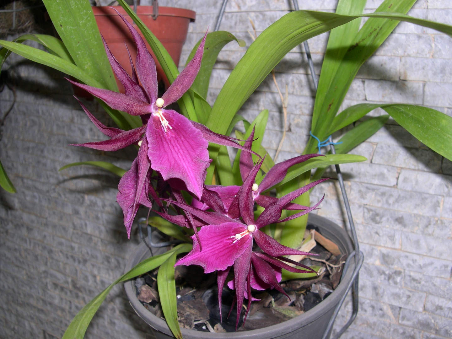 Las Orquideas de Maria de Pinto, a la defenciva.