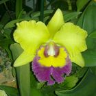 Las Orquideas de Maria de Pinto, amarillo PLUS