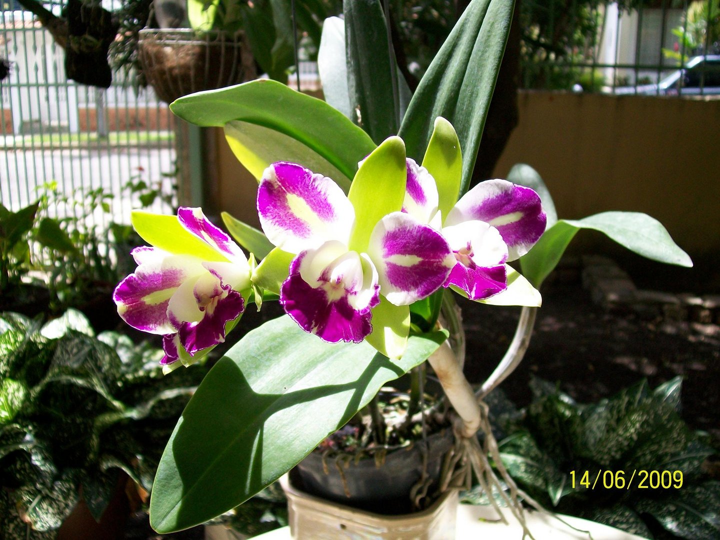 Las Orquideas de Maria de Pinto, bellas