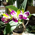 Las Orquideas de Maria de Pinto, bellas