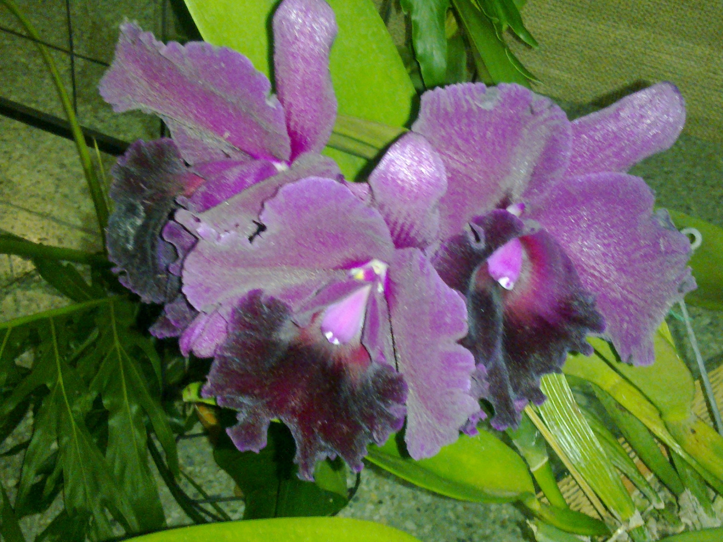 Las Orquideas de Maria de Pinto, bellas