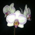 Las Orquideas de Maria de Pinto, bellas blancas