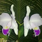 Las Orquideas de Maria de Pinto, blancas bellas