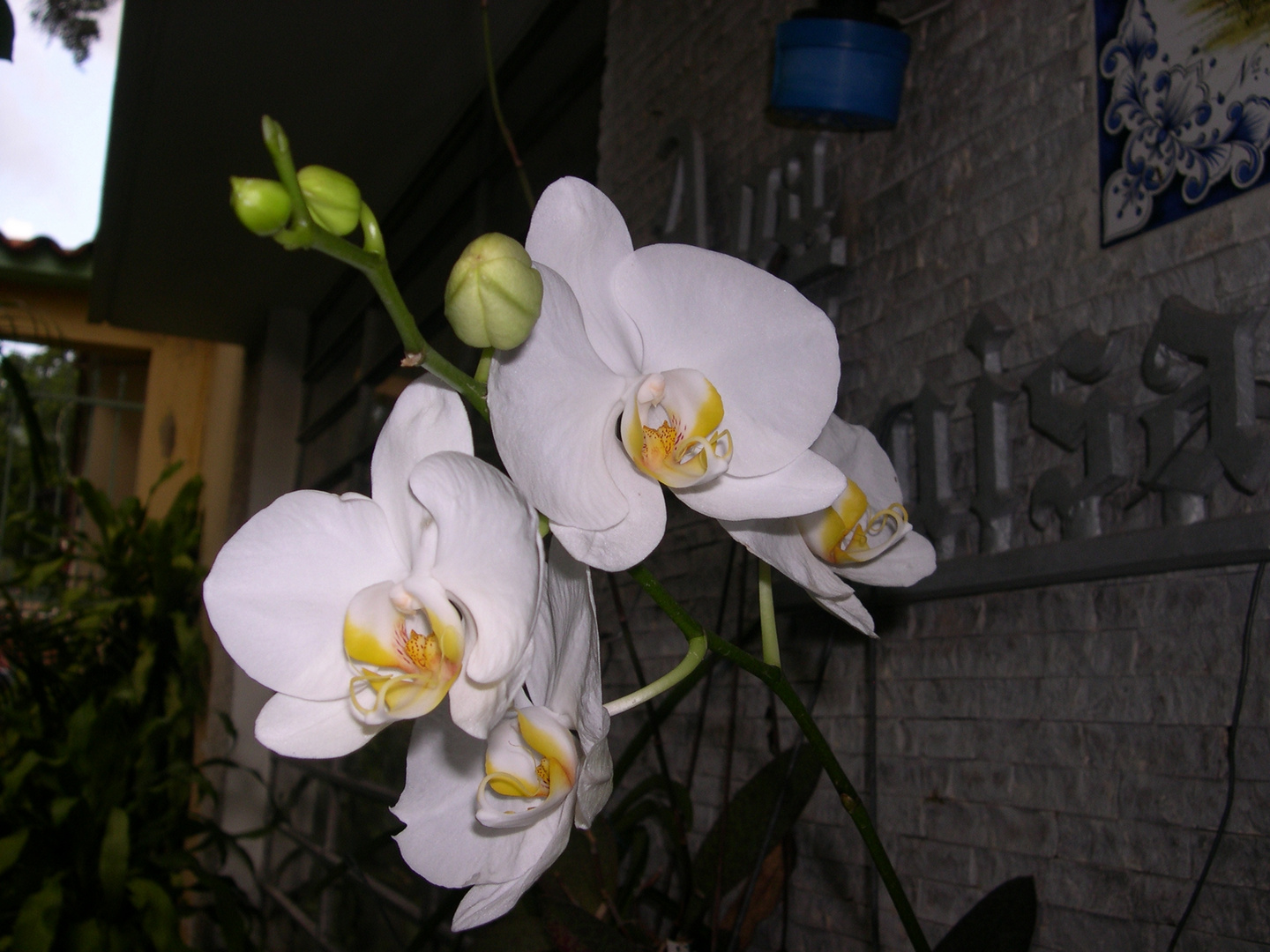 Las Orquideas de Maria de Pinto, blanco