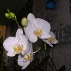 Las Orquideas de Maria de Pinto, blanco