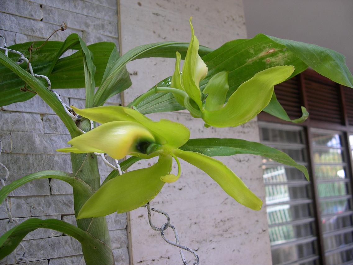 Las Orquideas de Maria de Pinto, Cypripedium