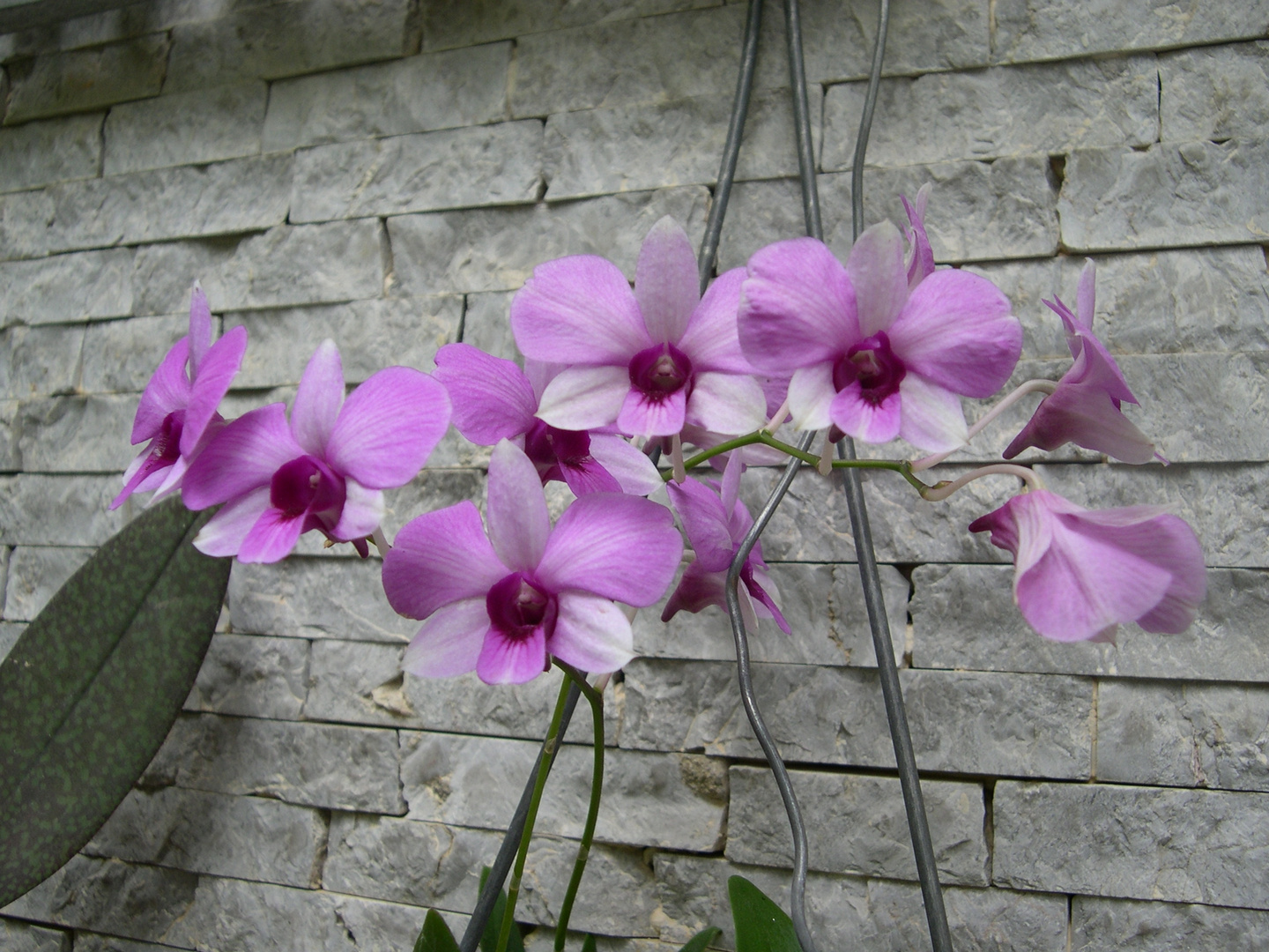 Las Orquideas de Maria de Pinto, en la pared