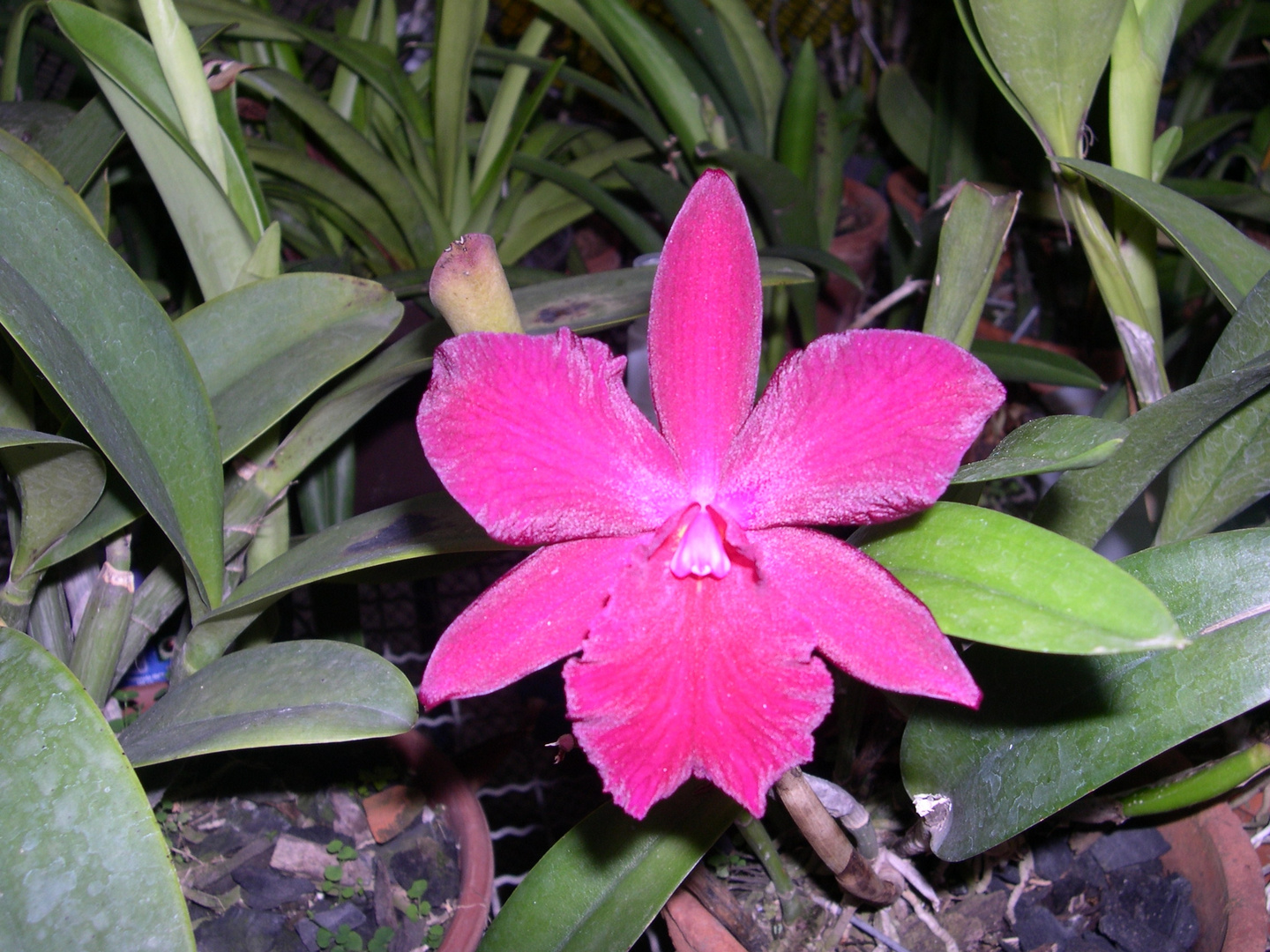 Las Orquideas de Maria de Pinto, intenso