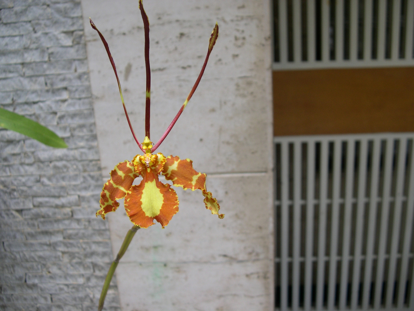 Las Orquideas de Maria de Pinto, Mariposas