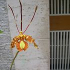 Las Orquideas de Maria de Pinto, Mariposas