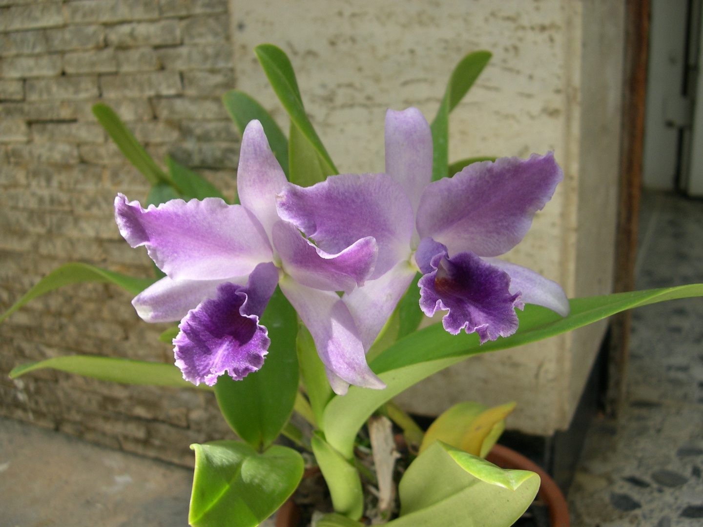 Las Orquideas de Maria de Pinto, moradas