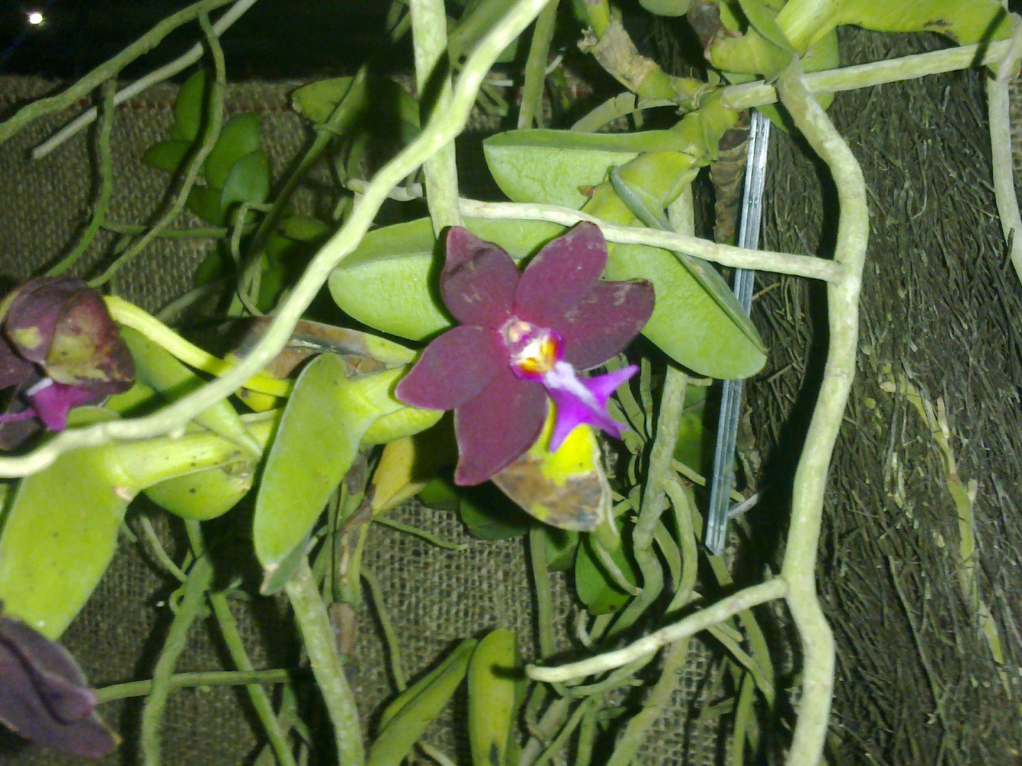 Las Orquideas de Maria de Pinto, SOLITARIA