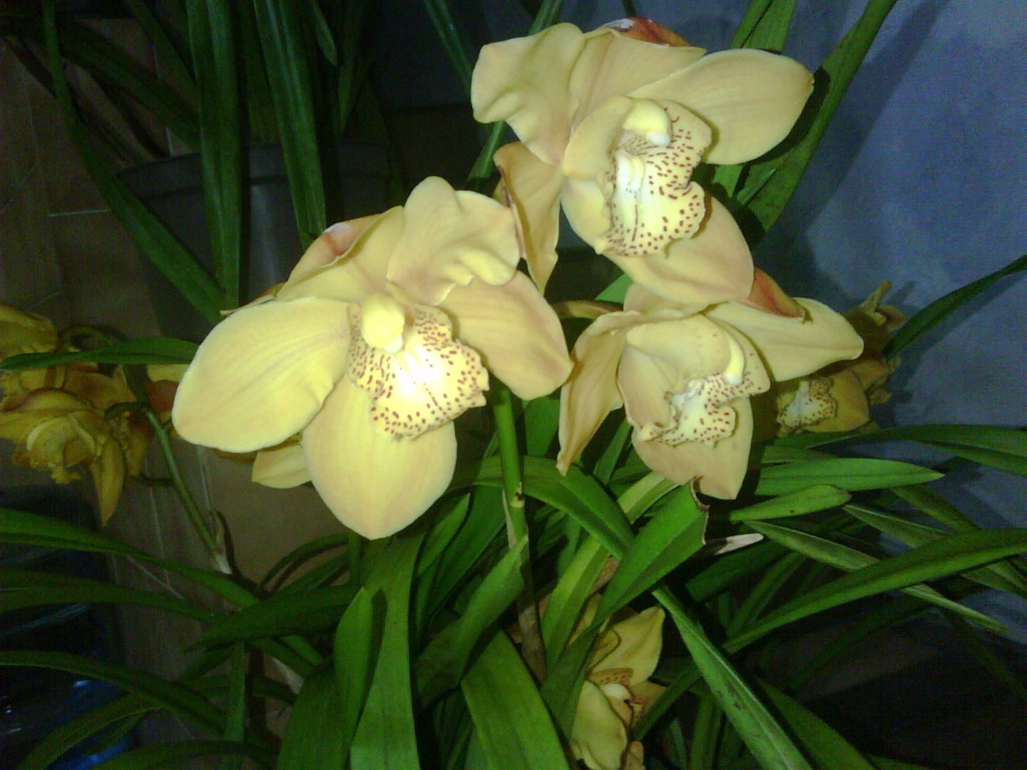 Las Orquideas de Maria de Pinto, yellow