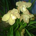 Las Orquideas de Maria de Pinto, yellow