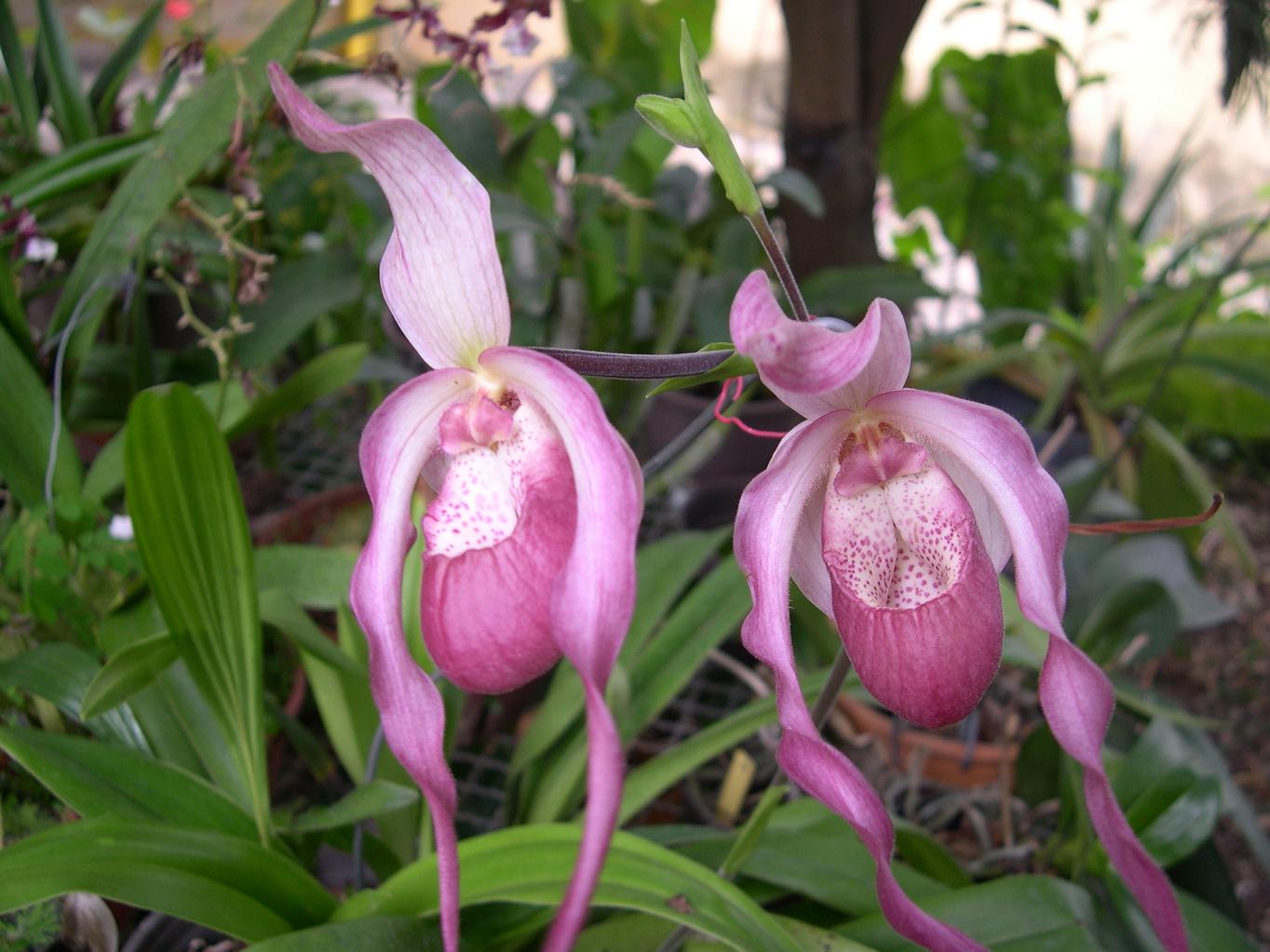 Las Orquideas de Maria de Pinto, zapatico fucsia