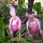 Las Orquideas de Maria de Pinto, zapatico fucsia