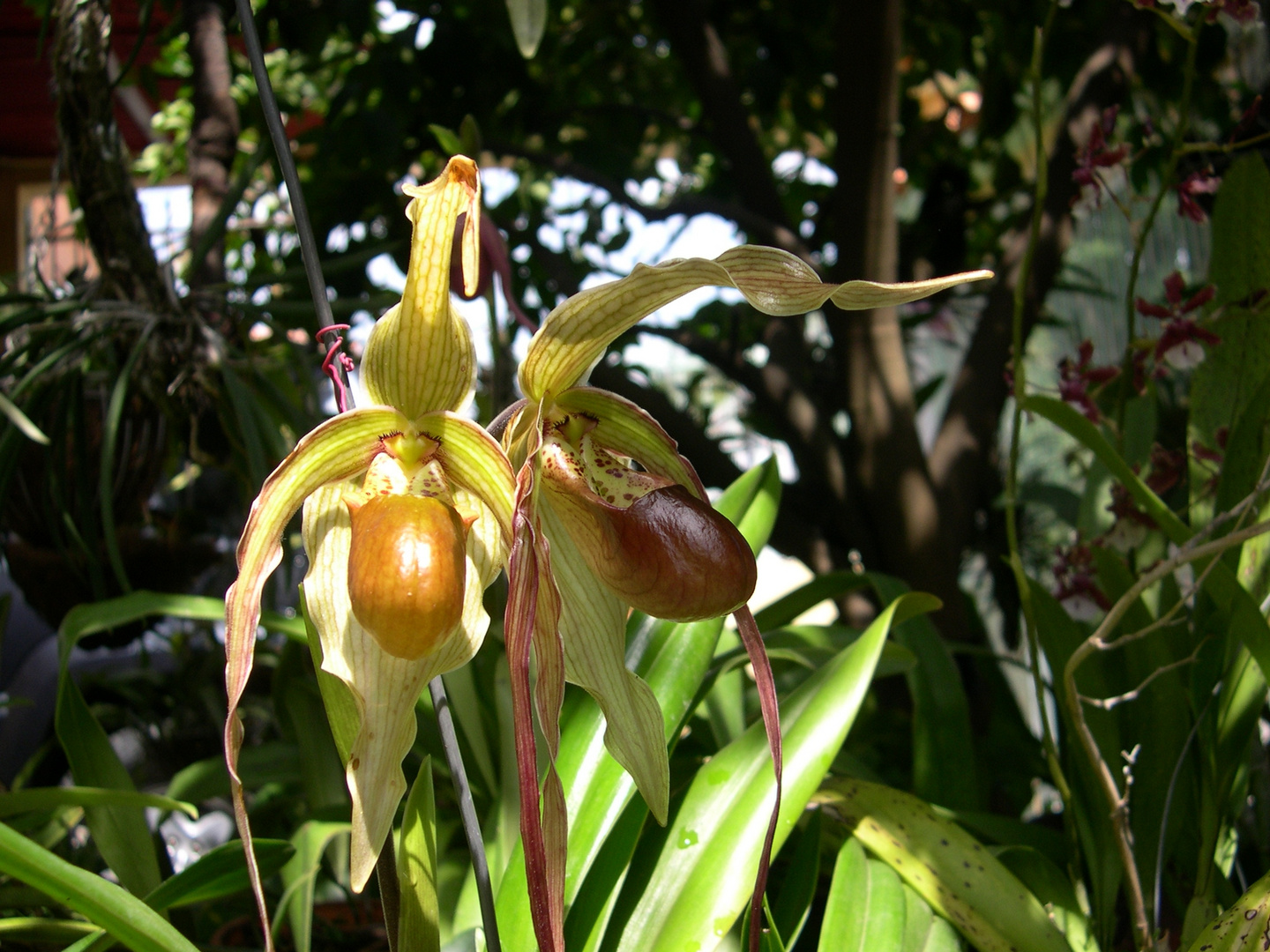 Las Orquideas de Maria de Pinto, zapatico verde