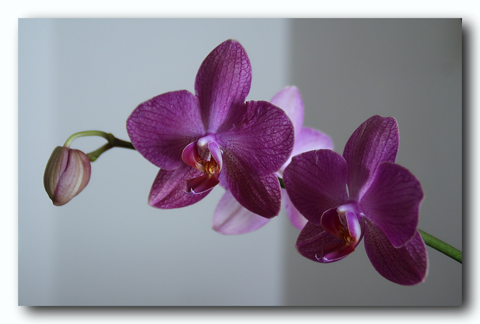 Las orquideas no tienen espinas