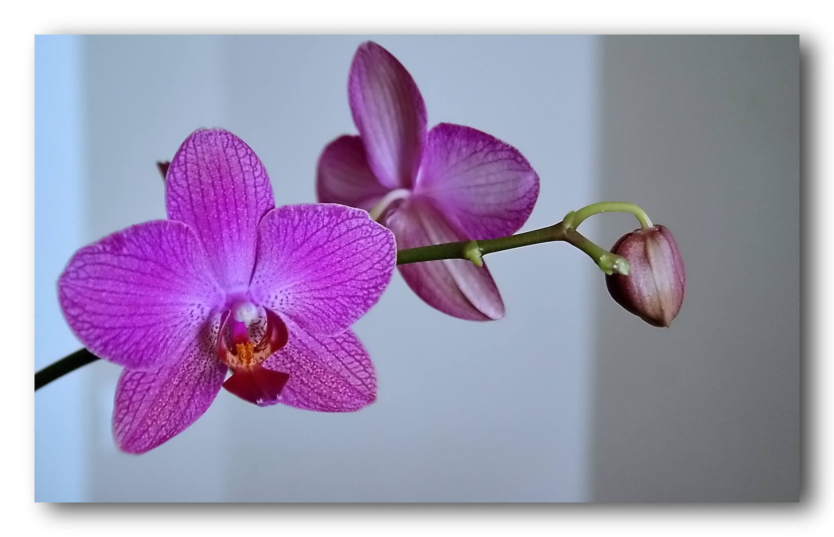 Las orquideas no tienen espinas II