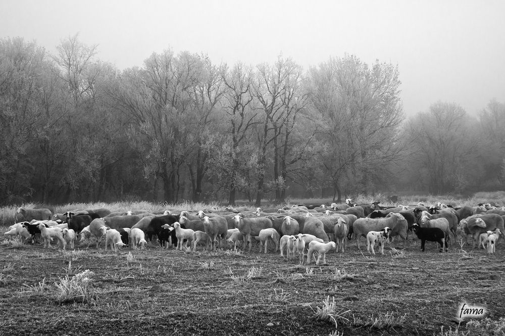 Las ovejas de Pablo en "El Bosque"