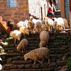 Las ovejas en la isla de Taquile